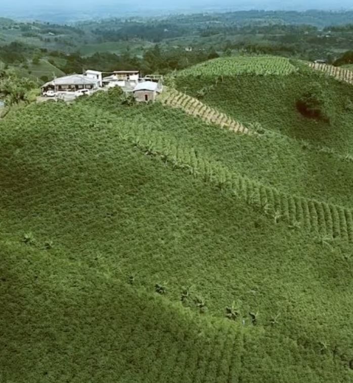 Colombia coffee farms rolling hills